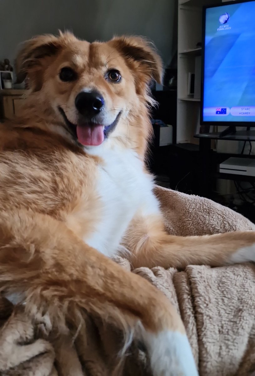 Dids you just say walkies? 🐕‍🦺💨