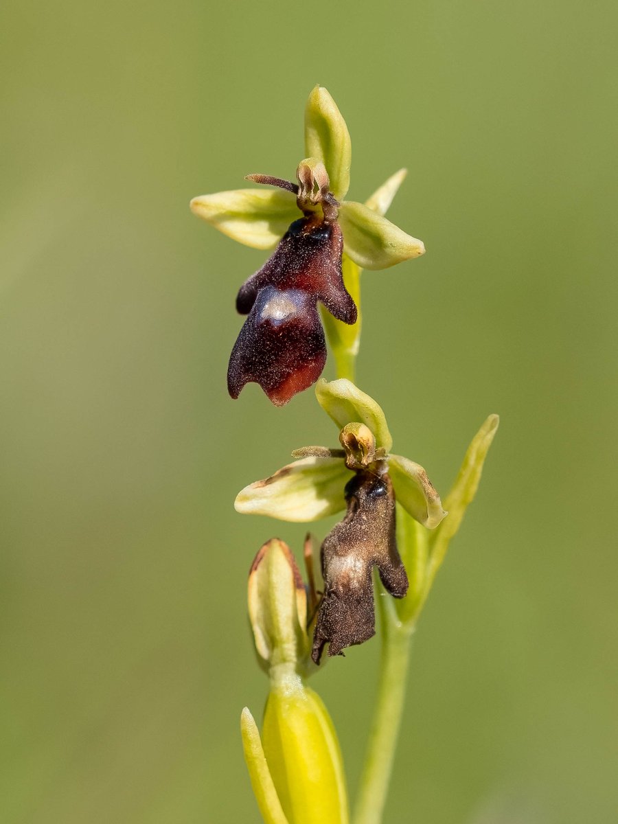 There were a few Fly Orchids hanging on at Waitby Greenriggs today. @ukorchids  @BSBIbotany @thenewgalaxy