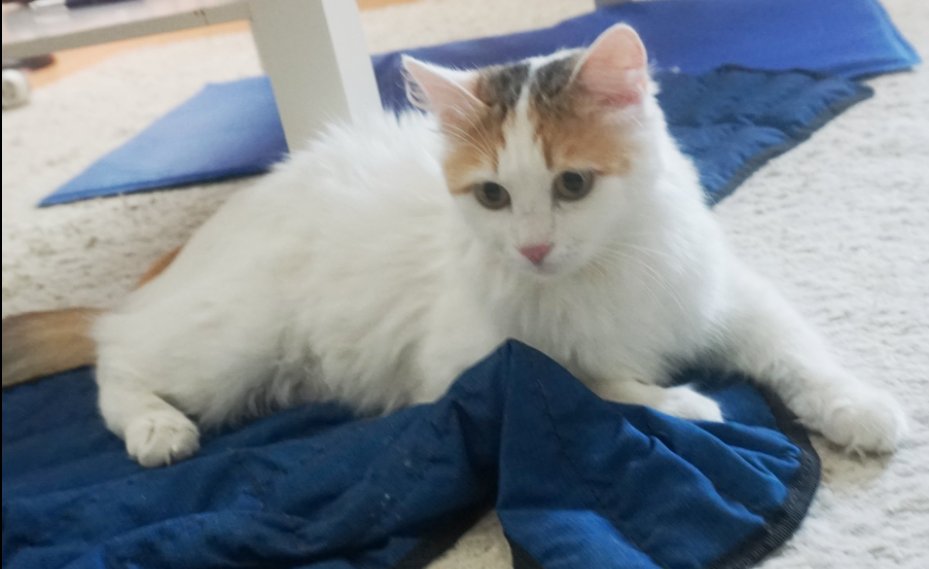 We have 3 cooling mats. Needed in the summer. Take it easy and don't forget to drink. 
#TurkishVanCats #CalicoCrew #CatsOfTwitter