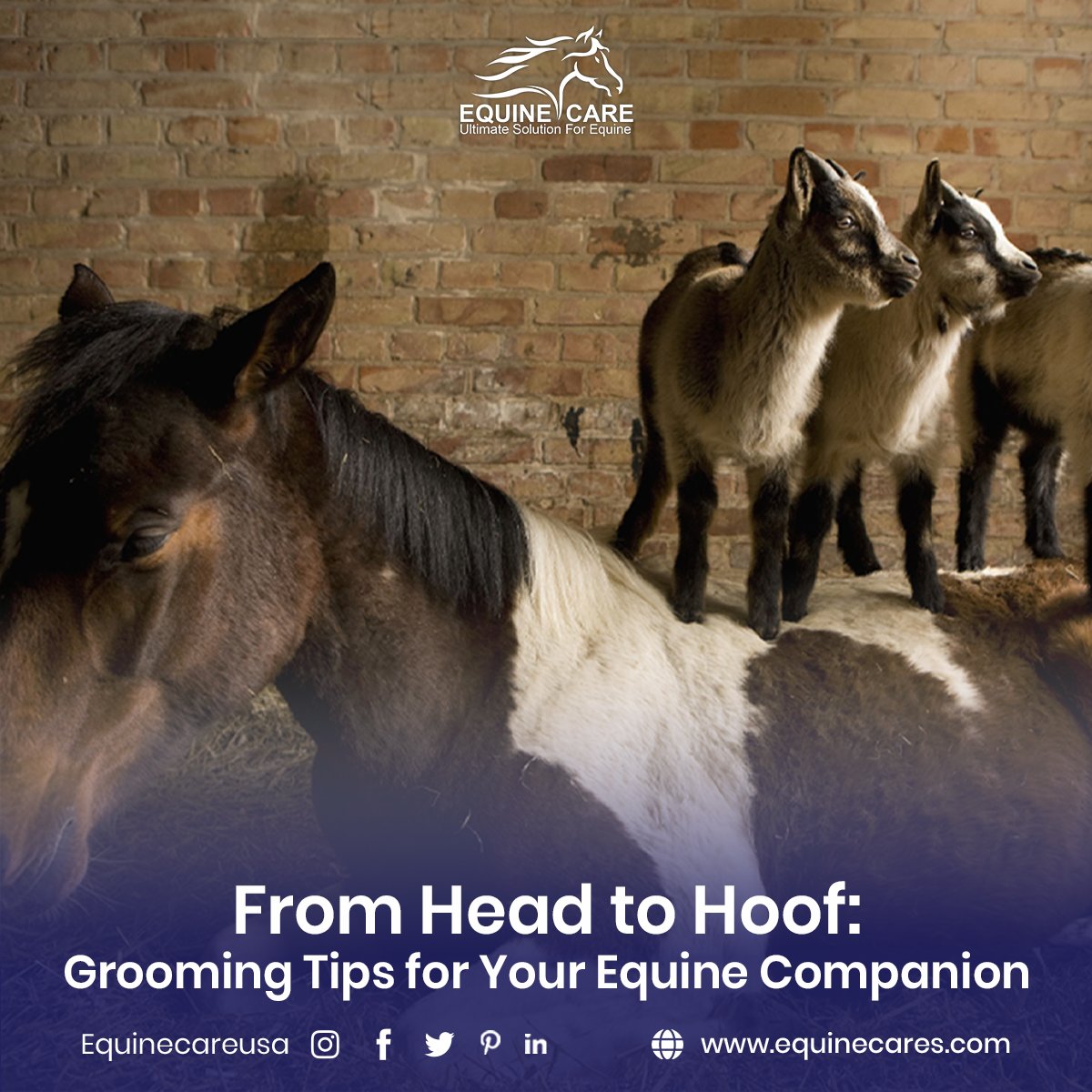 🐴  Our grooming hacks are here to help! From shiny manes to healthy hooves, we've got you covered. Invest in quality tools, care for their mane and tail, maintain healthy hooves, and expand your knowledge. A well-groomed horse is a happy horse! 

#EquineGrooming #HorseCare