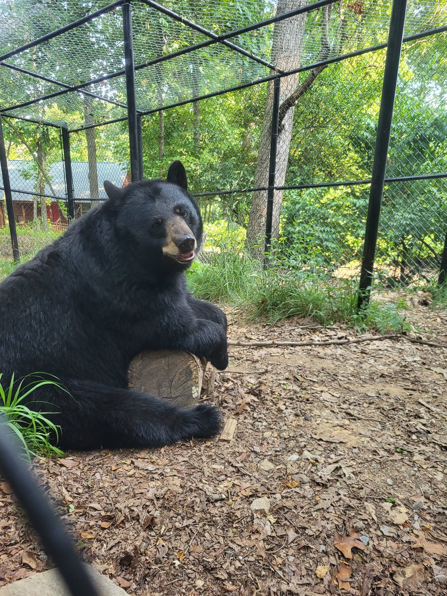 #FunFactFriday! Black #bears are important to ecosystems because they help disperse seeds of the plants they eat. #blackbears #americanblackbear #funfacts #DidYouKnow #animals #Roanoke #millmountainzoo #roanokevirginia #MMZ #roanokeva #mmzoo