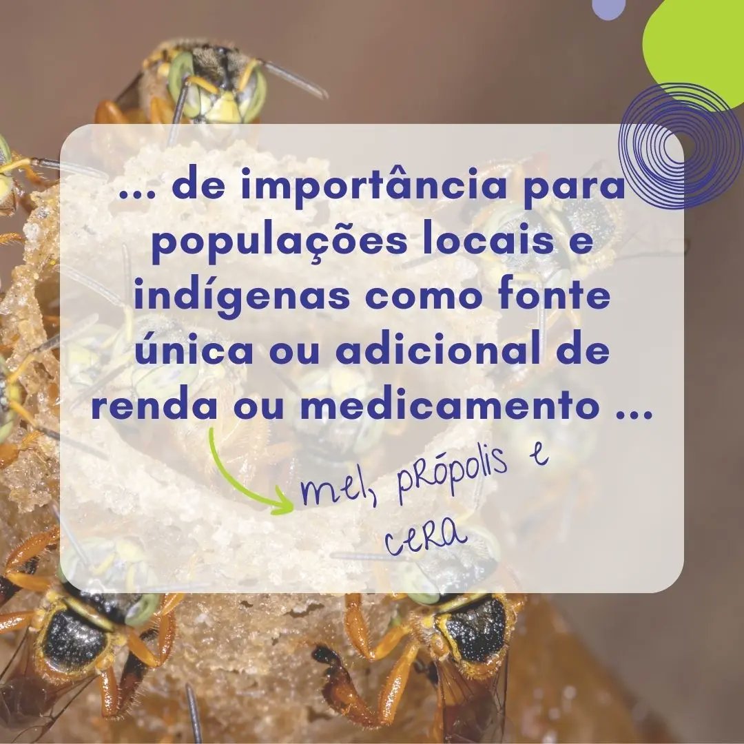 abecobr's tweet photo. A #polinização das #abelhasnativas é central na #segurançaalimentar, aumentando a produtividade de #espécies como a #castanha-do-Pará. A #criseclimática limitanda suas áreas de ocorrência. Acesse #ciência de qualidade e gratuita e saiba mais #PECON
https://t.co/89Bjyn61Pt https://t.co/aXPZDVZPRN