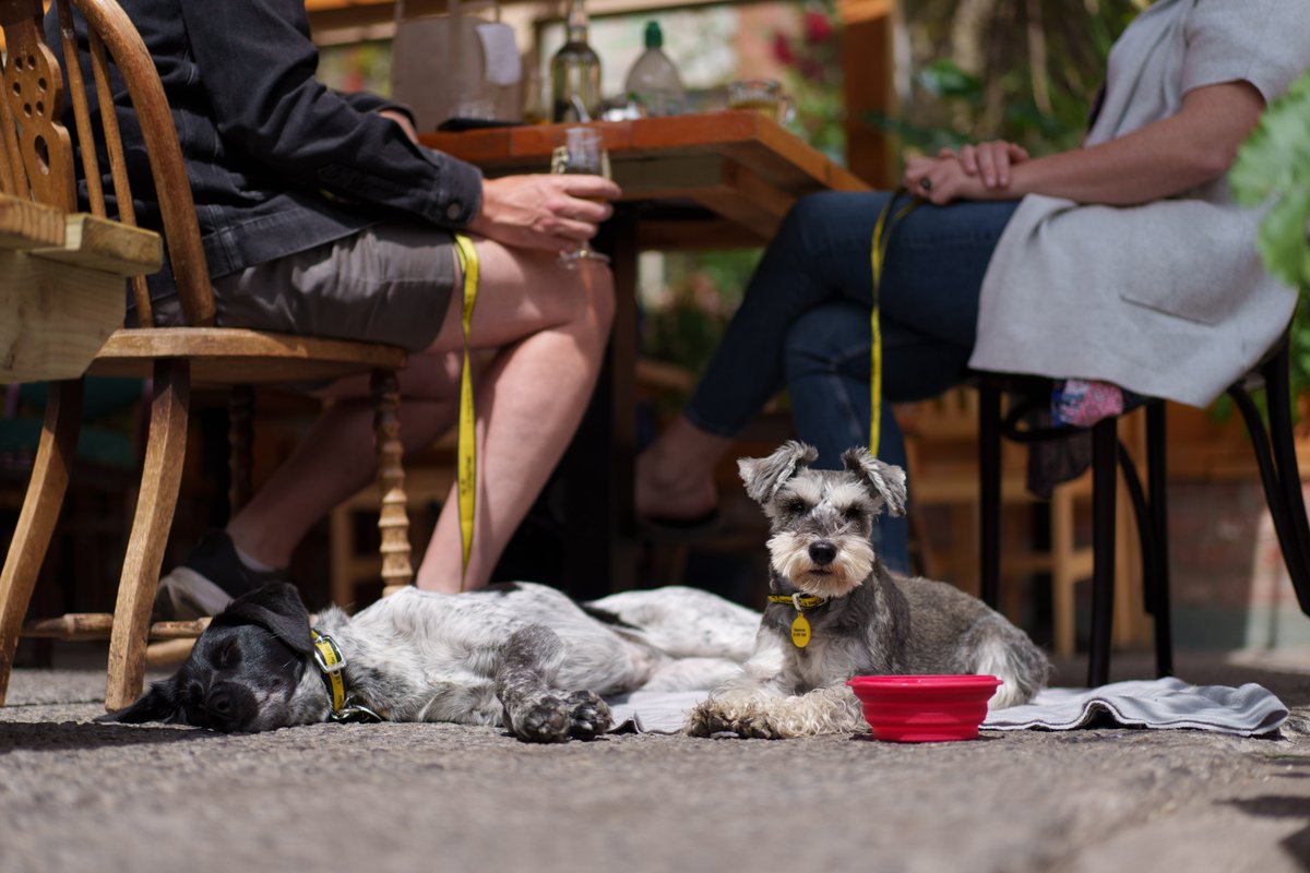 Today is Dog Friendly Ireland Day! Show your support for Ireland becoming more dog friendly by sharing a pic of your pooch doing what makes them happiest with the hashtag #DogFriendlyIrelandDay, and tag us so we can RT!🐾💛
Read more about the campaign: dogstrust.ie/whats-happenin…