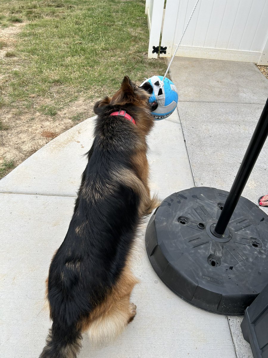 @GsdTplo I know that is no fun Koda!!  Mom makes me take a day off too. Yesterday I got play teather ball that was fun Wuff Wuff Deka