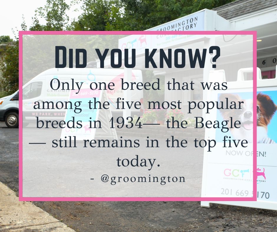 Fun Fact Friday!!!

Follow us and get fun facts every Friday! 

#DogFacts #FunFacts #DidYouKnow