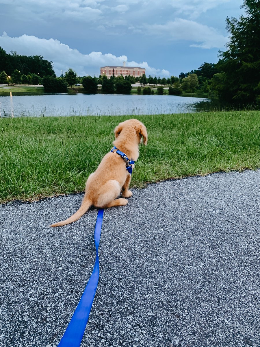 ridingseaside's tweet photo. 2021 → 2023
Bentley and I are walking 30 miles this month to raise money for St. Jude Children's Hospital. We stopped at one of our favorite spots on campus to snap a pic when I remembered a similar shot I had taken just 2 years ago.
@dog_rates https://t.co/BxUFsK3DyR