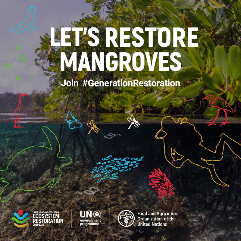 Mangroves, home to rare and colorful species, are critical for #ClimateAction. Yet, their alarming disappearance calls for urgent action.

Join #GenerationRestoration to protect these fragile ecosystems: bit.ly/3fNtmjj