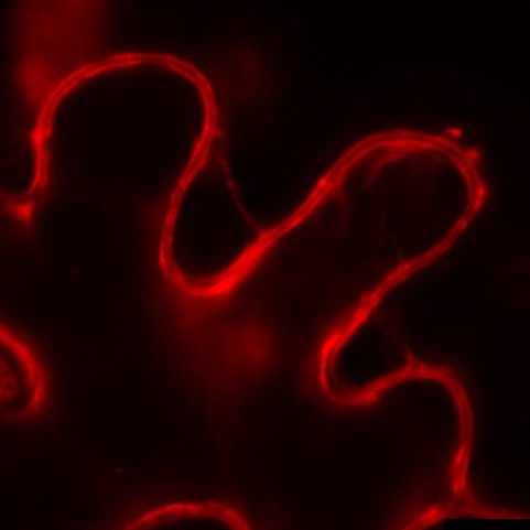 Eva Stoger's Lab tweet media