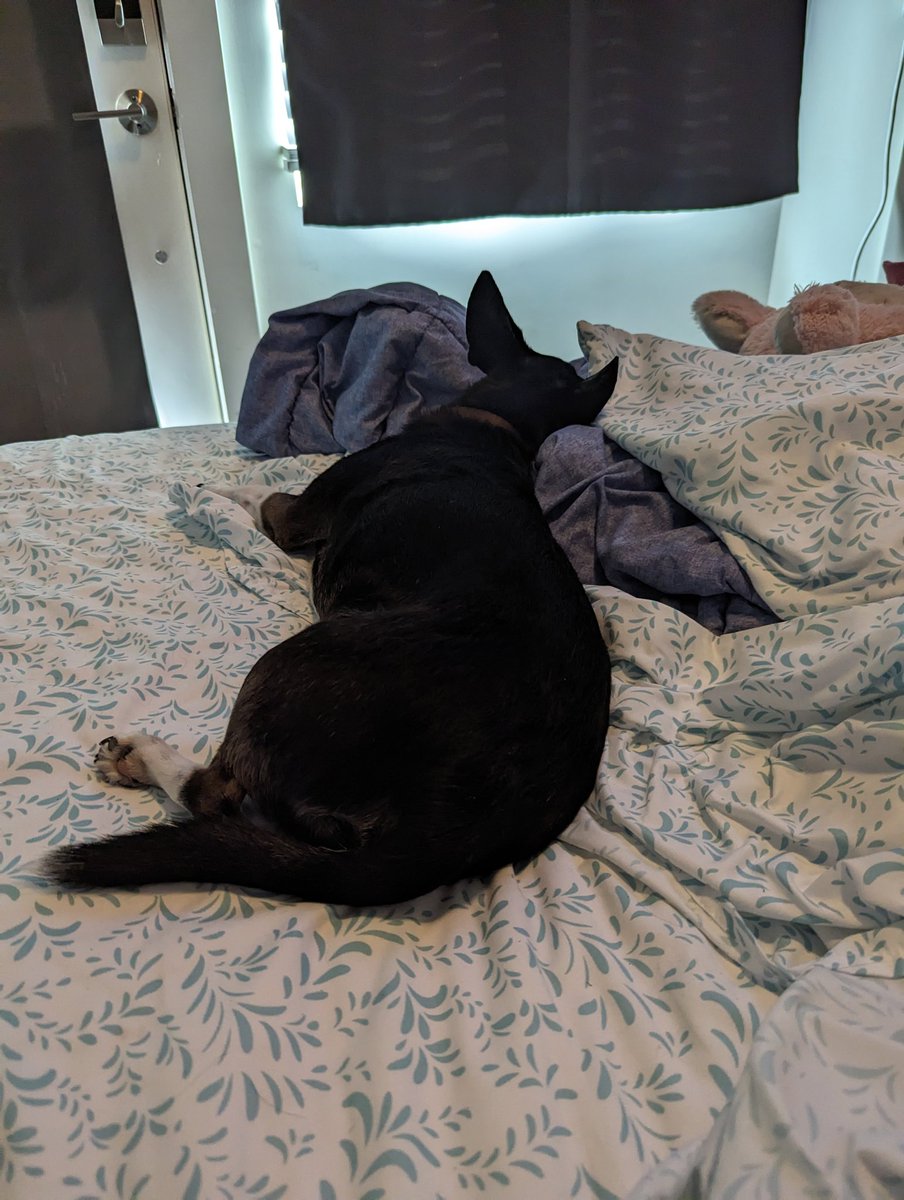 Oreothedog2's tweet photo. Oreo #campaigns in #CharlotteNC! #vote for the #cutest #dog and he won't sleep on the #job, just on #vacation. https://t.co/FniLPztpHT