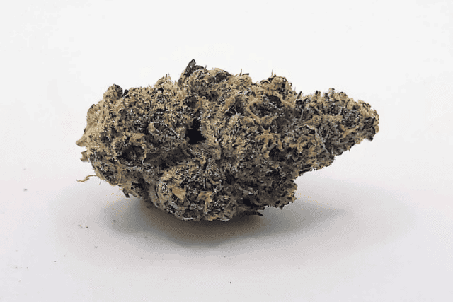 cannabis_sensei's tweet photo. Seeking a cannabis adventure like no other? Look no further than Platinum Garlic by Broken Coast. ๐โจ Explore its captivating visuals, savor the unique garlic taste, and enjoy the deeply relaxing effects. https://t.co/JQ4GuCIZil #CannabisCommunity #UniqueStrains #PlatinumGarlic https://t.co/2r15M2I3NA