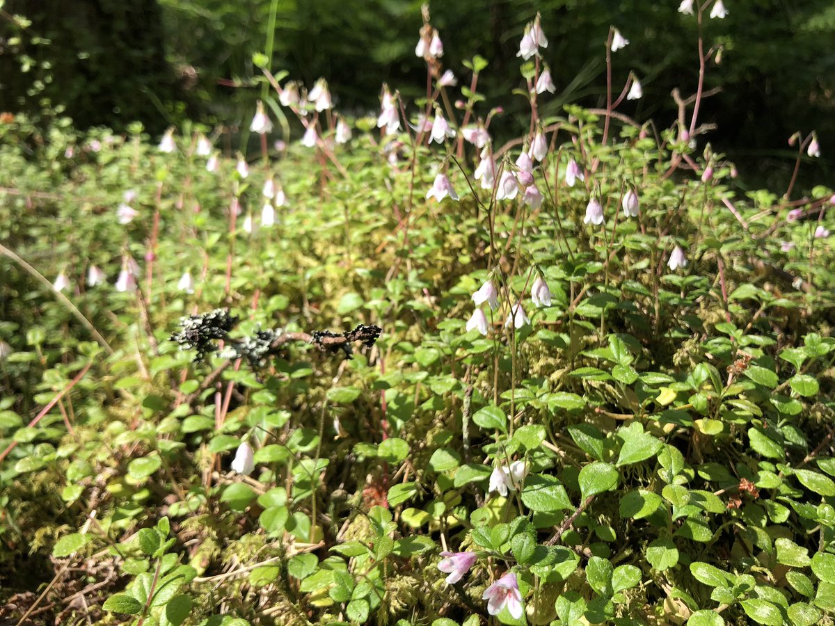 Happy to confirm the twinflower are in flower @ColinEd48757415