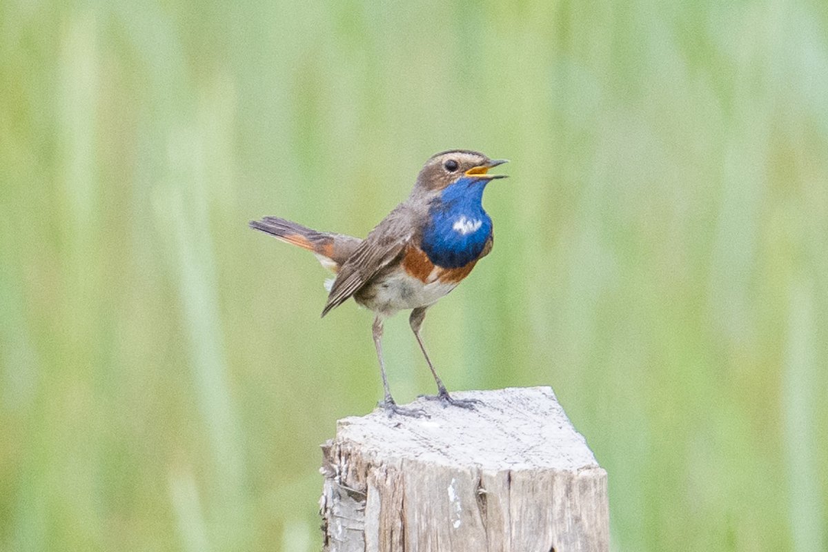 Bluethroat giving cracking views this afternoon on the fence posts by the estuary! #glosbirds ⁦@slimbridge_wild⁩