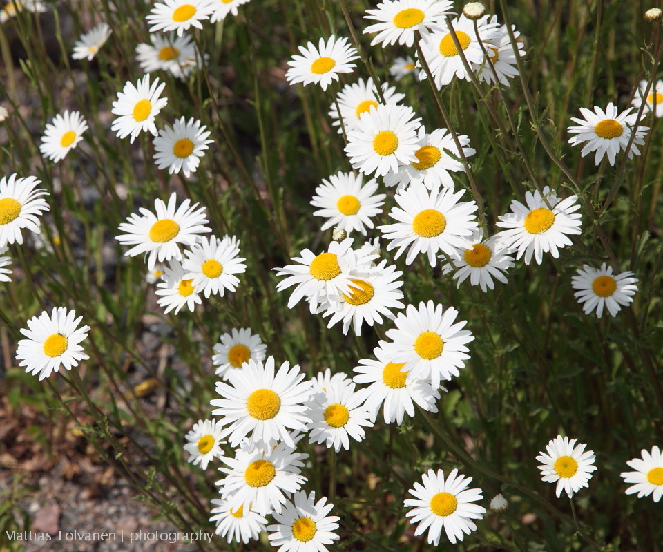 Päivänkakkarat #Leucanthemum vulgare kukkivat Töölönlahden rannassa. #lähiluonto #kaupunkiluonto #Helsinki Finland #kesä #summer