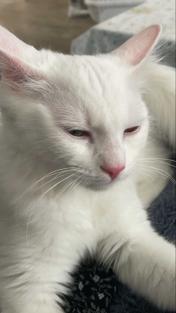 hola, soy nai, tengo 21 y soy de acuario, tengo un gatito que se llama sasuke, y bueno eso, quiero amigar
denme rt y fav