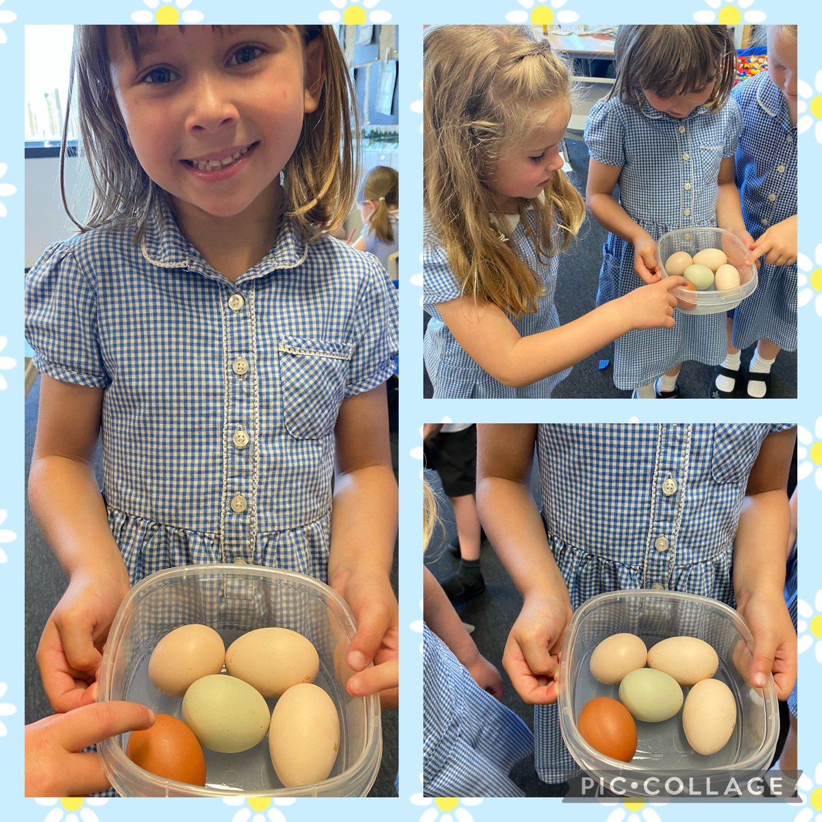 P1B were looking at different colours of eggs today. Our favourite was the blue/green egg. 
#fromfarmtofork #eggs #hwb #learnthroughplay