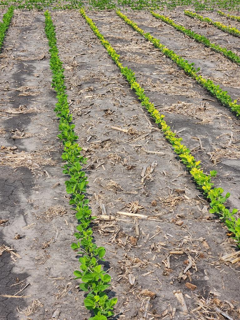 #soygreen doing soygreen things. What a difference in plant health. @CHSAgronomy @CHSAgSolutions