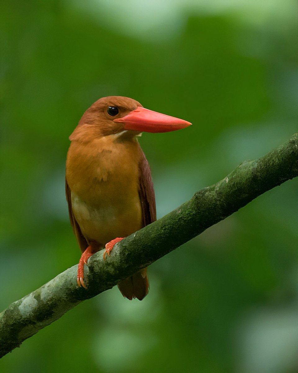 Ruddy Kingfisher

#indiaves #birdwatching #birdphotography #ThePhotoHour #TwitterNatureCommunity #BBCWildlifePOTD #BirdsSeenIn2023 #nature #NaturePhotography #Nikon #nikonindia #nikonphotography @Avibase