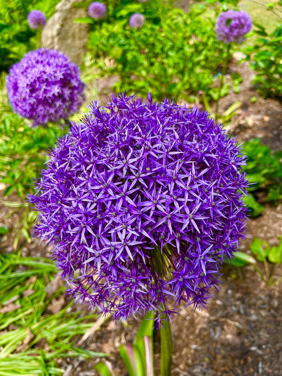 At the Clark Arboretum. Could this be black garlic?
#longisland #flowers