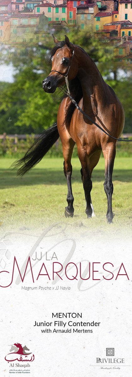 ArabianEssence's tweet photo. JJ La Marquesa (Magnum Psyche x JJ Nayla)
MENTON Junior Filly Contender with Arnauld Mertens
#alshaqabstud #privilegesfq #privilegearabian #menton2023 #mentoncontender #jjlamarquesa #magnumpsyche #jjnayla #arnauldmertens https://t.co/jL7JjGDa9p