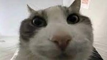 Thafnine's tweet image. &amp;gt;googling a tech issue
&amp;gt;&quot;How to solve [tech issue] in 2023&quot;
&amp;gt;look inside
&amp;gt;article is from 2019
&amp;gt;poorly edited cover image

So you want to solve [tech issue]? Well [tech issue] is very common and this article will show you how to solve [tech issue]

&amp;gt;shills their own paid software