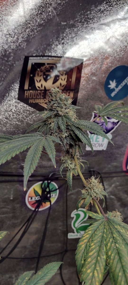 🌱 Perfect Circle x Northern lights in week 8 under the @MarsHydroLight #Tsw2000 almost done 👍 🤤🍋⛽

🧪 @iBEX_Nutrition 🐐 #KidCatapult
@RoyalGoldSoil #MendoMix 
@BuildASoil #CraftBlend
#growyourown #CannabisCommunity #Growmies #420community #IrvineArmy #MarsHydro #Weedmob