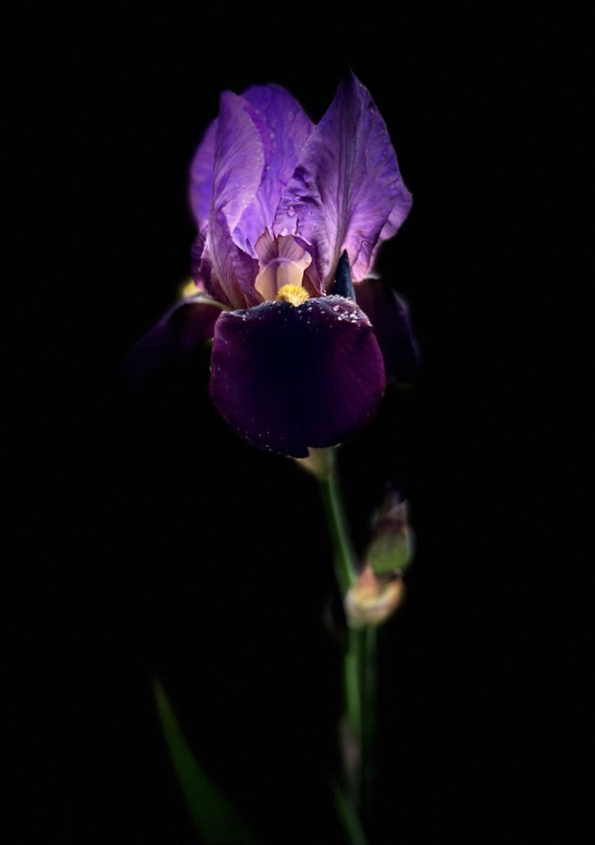 BeeandBract's tweet photo. ‘Cameroun’ (Ferdinand Cayeux by Rene Cayeux, 1938) tall bearded. 1st time bloomer for me. Historic Iris Preservation Society #iris #mygardentoday https://t.co/7Q7vjfklvN
