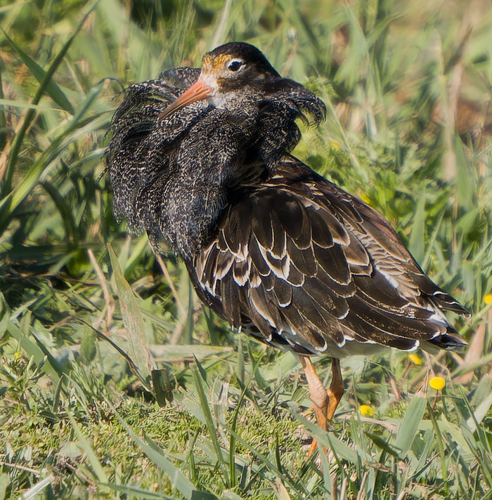 There are only a handful of Ruff around Cley NWT at the moment, but they're at their funkiest, plumage-wise, at the moment. (As always, more pics at cleybirds.com.)