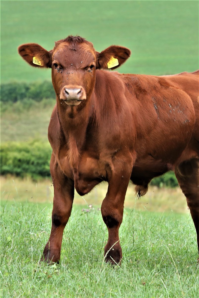 StabiliserBeef's tweet image. Did you know? 💭

The Stabiliser is a composite breed made up of 50% native and 50% continental genetics. Meaning you get the bonus of both maternal and terminal traits. 

#stabilisercattle #stabiliser #livestock #agri #hybridvigour #grassfedbeef #regenag