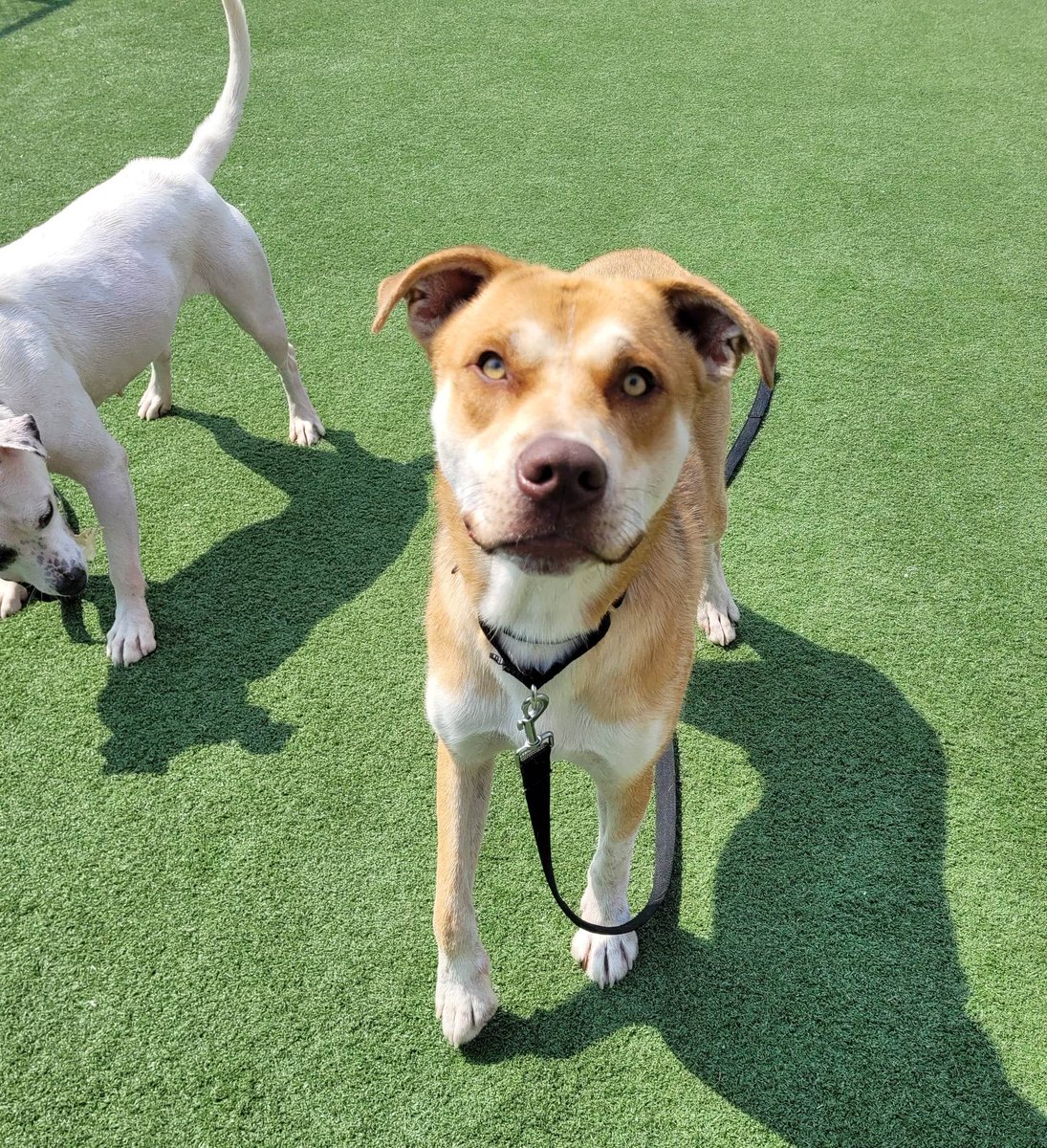 HHHSTopeka's tweet photo. Play yard pups looking for good homes! Annie, Charming, Jackson, and Ocean all had fun in play groups yesterday. #DogsPlayingForLife #AdoptPureLove #HHHSTopeka #PetcoLovePartner https://t.co/y7jgx87fFC