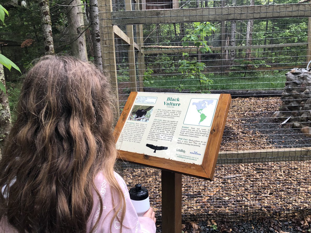 MsBall17's tweet photo. We had a great visit at the Shubenacadie Wildlife Park on Wednesday! The rain couldn’t dampen our spirits! A rainy day brings the animals out to play, and we got to see lots of them 🐻🦫🦦🦨🦃🦝🐇🐏🦆 https://t.co/G2TLjFhrQz