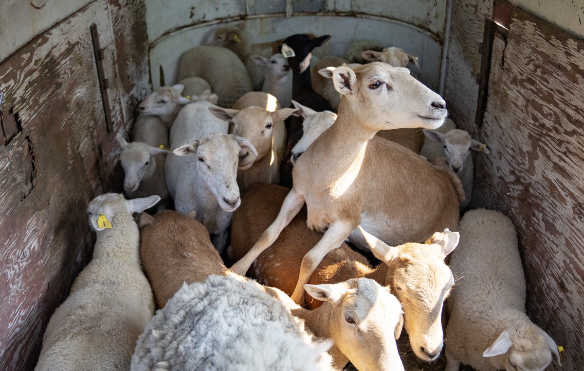 Alex Kormann tweet media