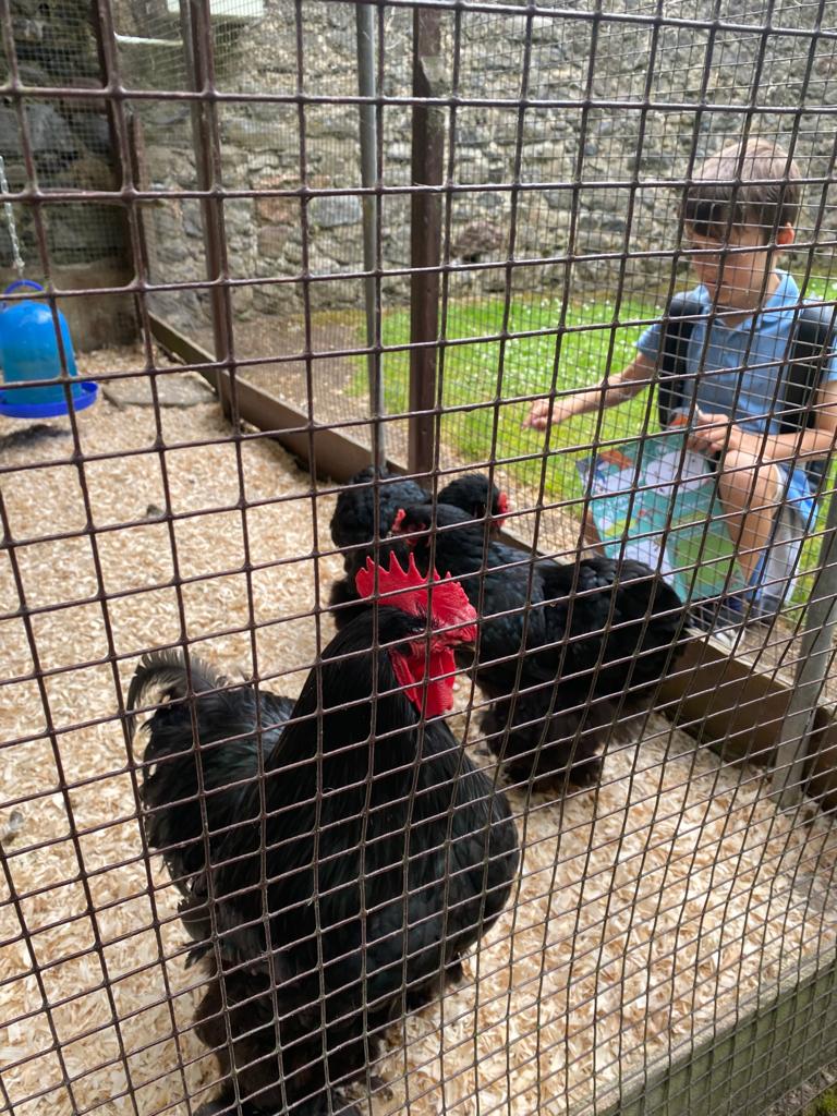 Gaelscoil Eoin tweet media