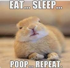 RabbitHoleHay's tweet photo. Heading into the weekend like 🐰

#RabbitHoleHay #RabbitMemes #OwningARabbit https://t.co/Msc4csxB3x