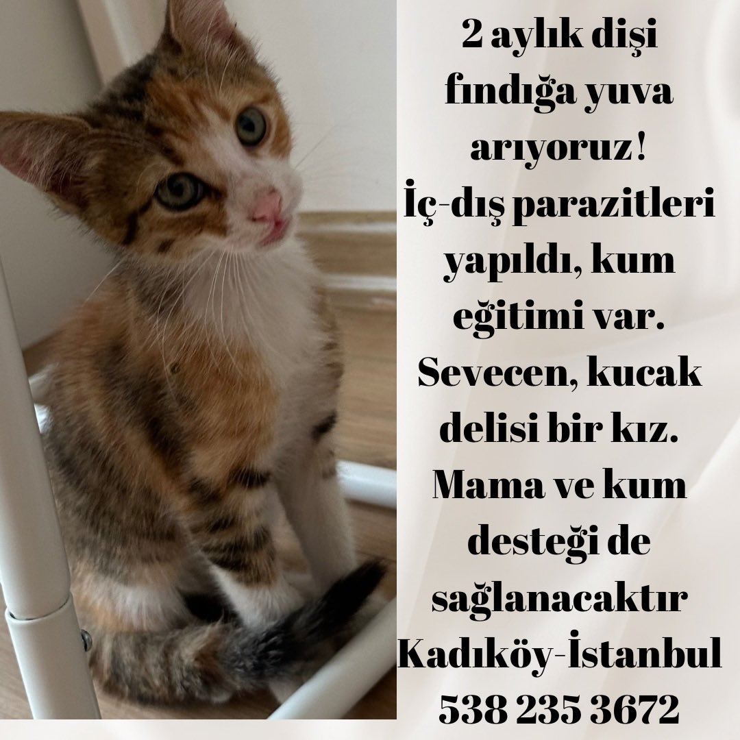 Fındık sokağa dönmek istemiyor, acil yuva arıyoruzzz @birpatider <a href="/hepader/">Hepimizin Patileri Derneği</a> <a href="/tekirapollon/">apollon</a> <a href="/AsliBilicii/">Aslı</a> <a href="/toprakana7440/">Toprak- Ana</a> <a href="/aysun6676/">patisever 🐾🐱🐶</a> <a href="/AvGulcinYapici/">Av.Gülçin YAPICI</a> <a href="/AyseLoveAnimals/">Ayşe Özdemir 🧚‍Elimde Hayat bulan CANLAR için🐈🐕</a> <a href="/FYumos/">Beylikdüzü Arazi Canları</a> <a href="/de_becasse/">Comte de la Bécasse</a> <a href="/nesliko/">Neslihan</a> <a href="/miyavrucom/">Miyavru.com</a> <a href="/orcadedi/">Murphyli Minnoş 🐼 🦝❤️🧑‍🏫</a> <a href="/maya_mia87/">örenkedi</a> <a href="/guliz_gunduzz/">güliz gündüz🐾🌱</a> <a href="/ailebulalim/">Dostlarımıza Aile Bulalim</a>