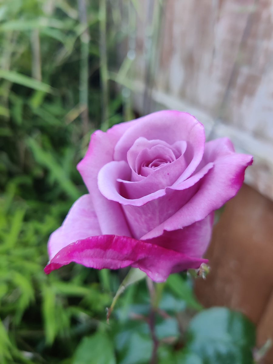 Colores de junio #mawa