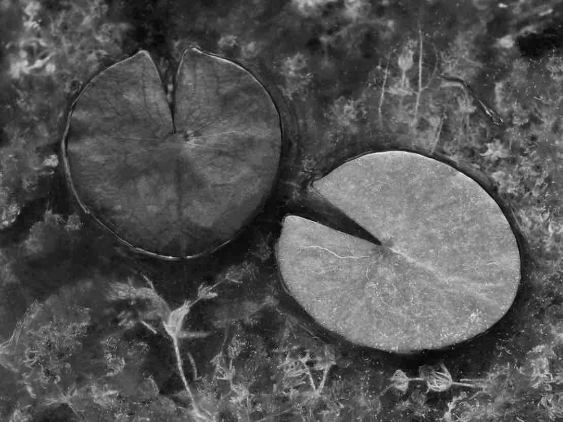 Pac-man.
#FinditFriday #FridayMotivation #blackandwhitephotography #bnw #blackandwhite #blacknwhite #pond #water_lilies #mono #bnwzone #blackandwhite #fujixpro2 #lovefuji #uklandscape #outdoorphotography #monochrome #bnwphotography.

Via Peter Sturt.
instagram.com/camera_walks/
