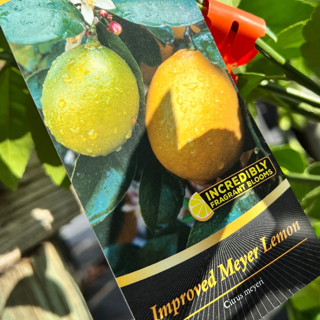 The rain is gone and what is left of our citrus inventory is ready to go too. Lemon and lime trees, 3-gallon and larger are here. Come and get'em! loom.ly/dmiwvFE #elmgrens #elmgrensservices #rhgagardencenter #gardeninginthesouth #citrustrees #lemontrees #limetrees