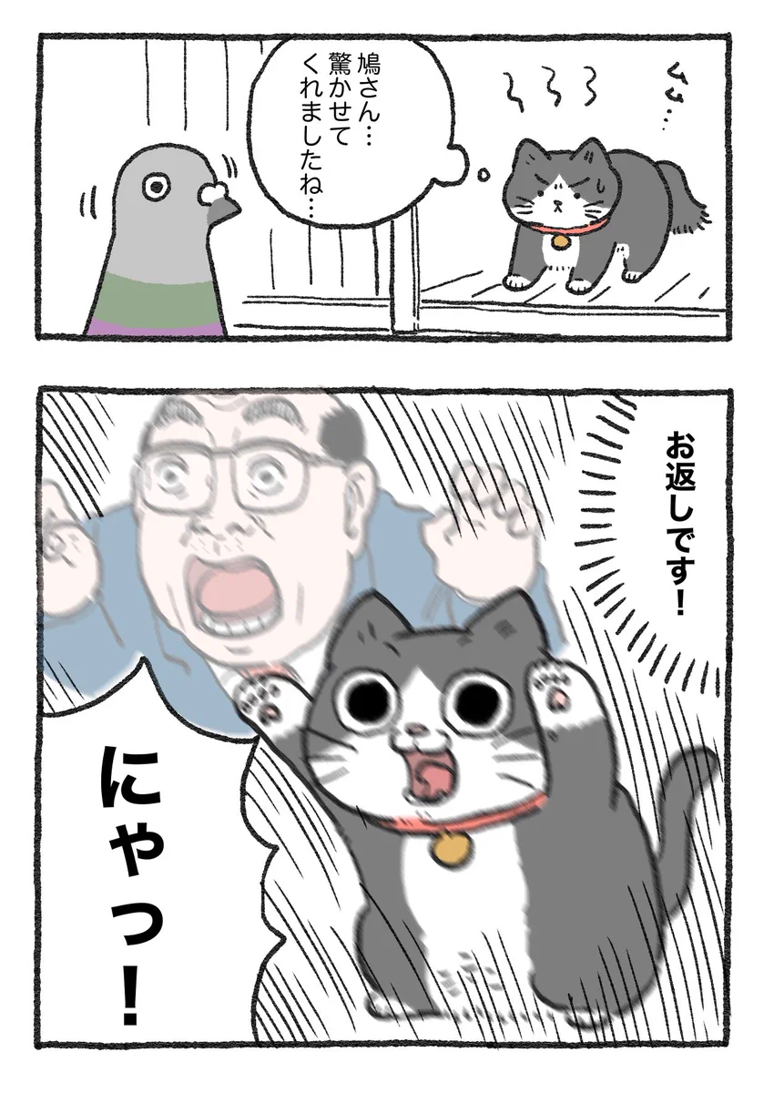 「ねこ転」その132が公開！鳩に対抗心を燃やすプンちゃんが可愛い