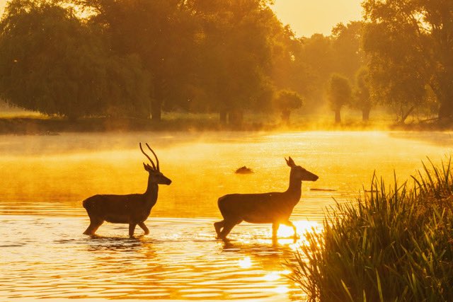 Sue Lindenberg (@patlinberg) on Twitter photo Red Deer crossing the Leg of Mutton Pond early this morning. #BushyPark 16.06.23 <a href="/theroyalparks/">The Royal Parks</a> <a href="/TWmagazines/">TW Magazines</a> <a href="/BritishDeerSoc/">British Deer Society (BDS)</a> <a href="/fbhp_uk/">Bushy & Home Parks</a> @WildLondon <a href="/SallyWeather/">SallyWeather</a> <a href="/itvlondon/">ITV London</a> <a href="/Visit_Richmond1/">VisitRichmond</a> Red Deer crossing the Leg of Mutton Pond early this morning. #BushyPark 16.06.23 <a href="/theroyalparks/">The Royal Parks</a> <a href="/TWmagazines/">TW Magazines</a> <a href="/BritishDeerSoc/">British Deer Society (BDS)</a> <a href="/fbhp_uk/">Bushy & Home Parks</a> @WildLondon <a href="/SallyWeather/">SallyWeather</a> <a href="/itvlondon/">ITV London</a> <a href="/Visit_Richmond1/">VisitRichmond</a>