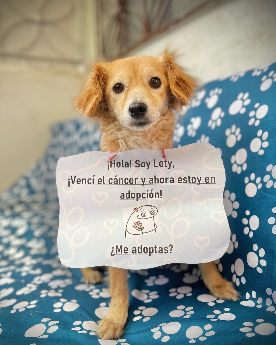 ResEspeciales's tweet photo. LETY, VENCIÓ EL CÁNCER 🥹

Una vez más lo logramos ❤️ salvamos de la muerte y el abandono a una criaturita indefensa que caminaba por las calles sin rumbo y buscando entre la basura su sustento 💔 https://t.co/ZWo0gsCIfc