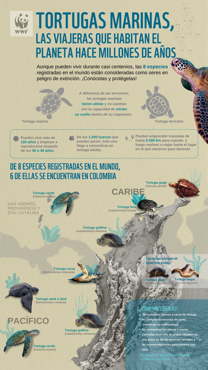 ¡Es el #DíaMundialDeLasTortugasMarinas! 🌊🐢

Nada con ellas y descubre datos increíbles sobre las 8⃣ especies que viajan por nuestro planeta 🌏 6 de las cuales llegan a las costas de Colombia 🇨🇴

👇👇👇