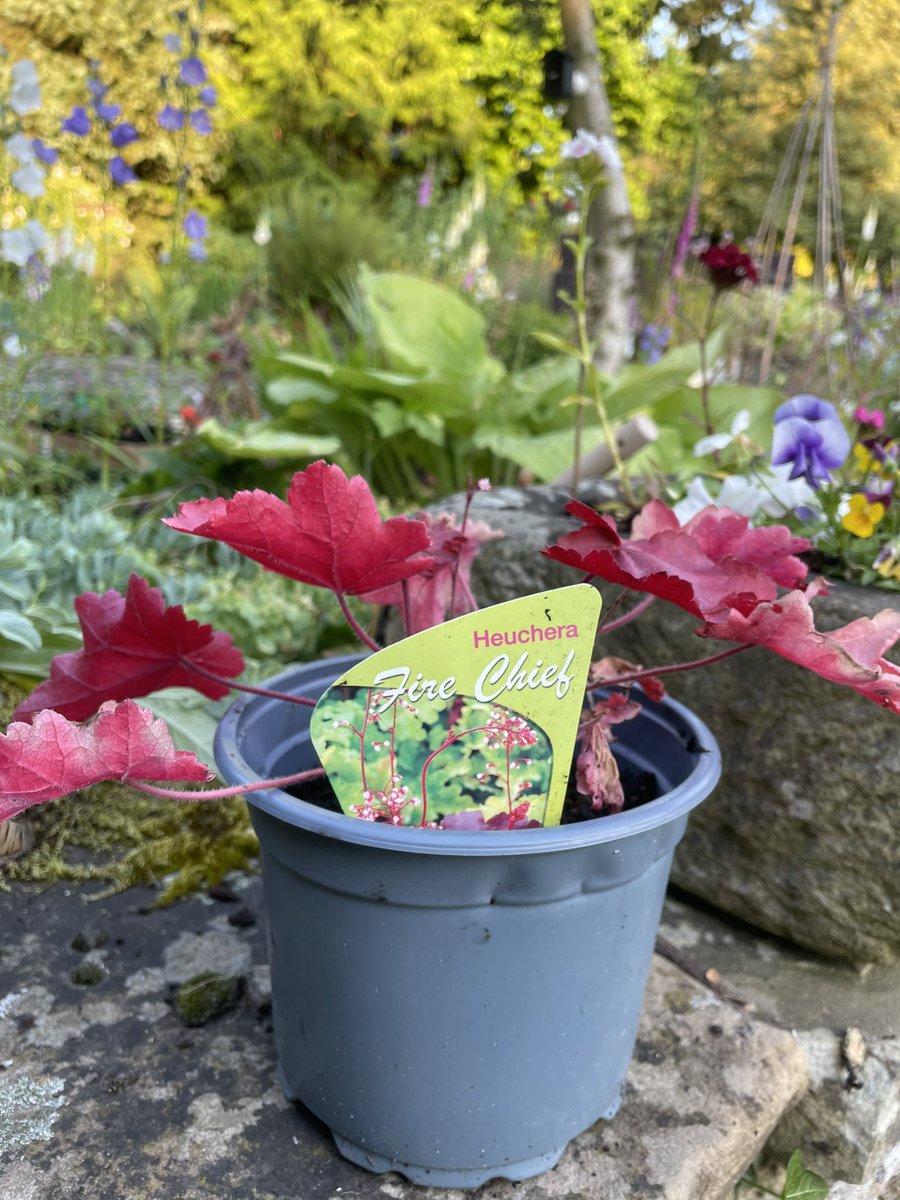 I hadn't realised the name of this Heuchera until I got back from the garden centre @NYFRS_JD you definitely need one for your garden! 😃🚒