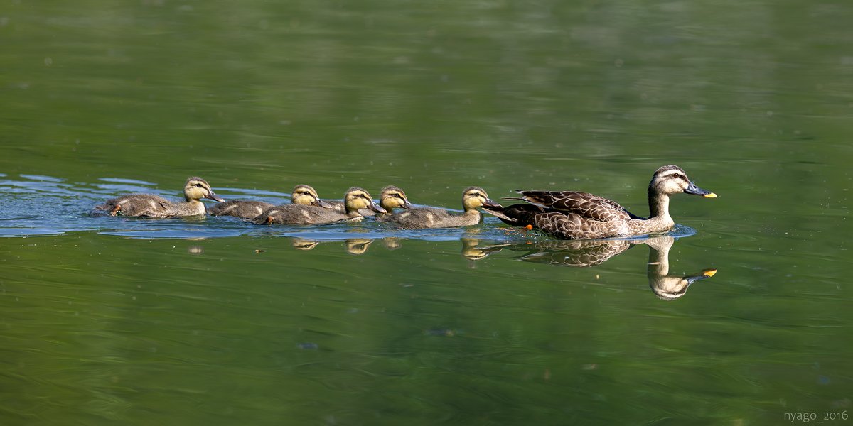先日の大雨でも、池にいた #子ガモ たちは流されずに済んだようで、元気な姿を見せてくれました♪
#カルガモ #家族 #SpotBilledDuck #チビガモ #ファミリー #カモ #鴨 #duck #鳥 #野鳥 #bird #wildbird #カルガモ親子
