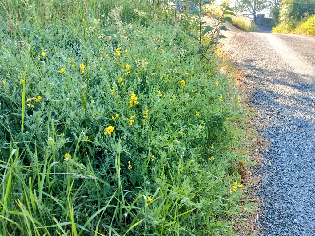 Some of the #Lothersdale village residents' efforts to make the road verges bloomin' marvellous! 
Rattle, ox eye daisy, meadow vetchling, white clover &amp; bird's foot trefoil buzzing and longer grass whirring with grasshoppers
<a href="/Love_plants/">Plantlife</a> <a href="/VoteAndyBrown/">Andy Brown</a> <a href="/ProfJGrey/">Jonathan Grey</a> <a href="/Buzz_dont_tweet/">Buglife</a>