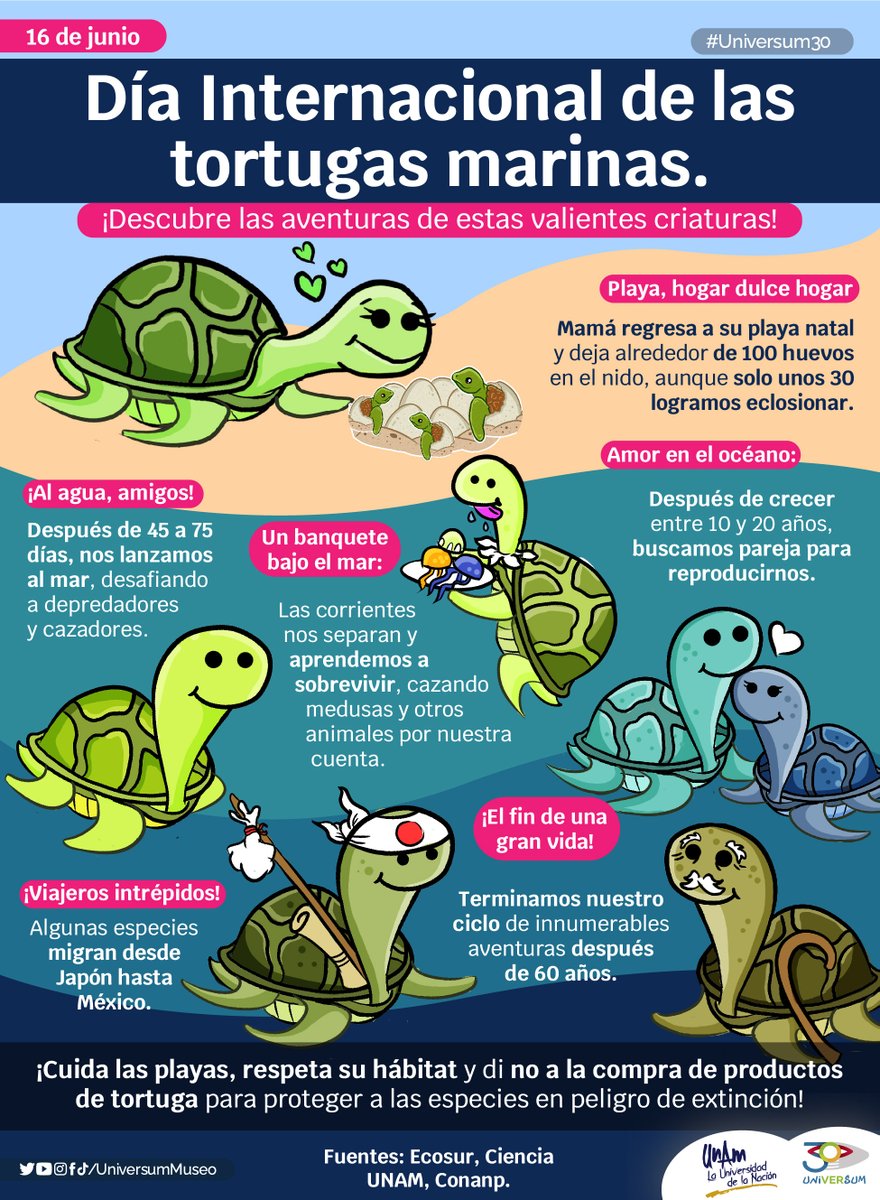 #UnDíaComoHoy celebramos a la tortugas marinas 🐢🌊
Conoce sobre su aventura de vida aquí 🤩👇🏽

#Universum30 💙