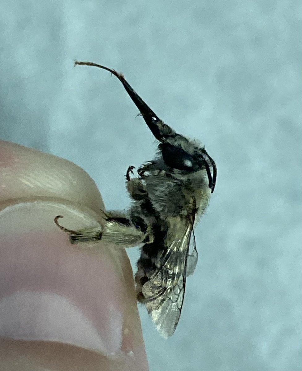 Sarah__Winkler's tweet photo. @lindsaywildlife I found this guy in my backyard in Pleasant Hill. Just curious if you know what it is? https://t.co/SB0mNoAT1D