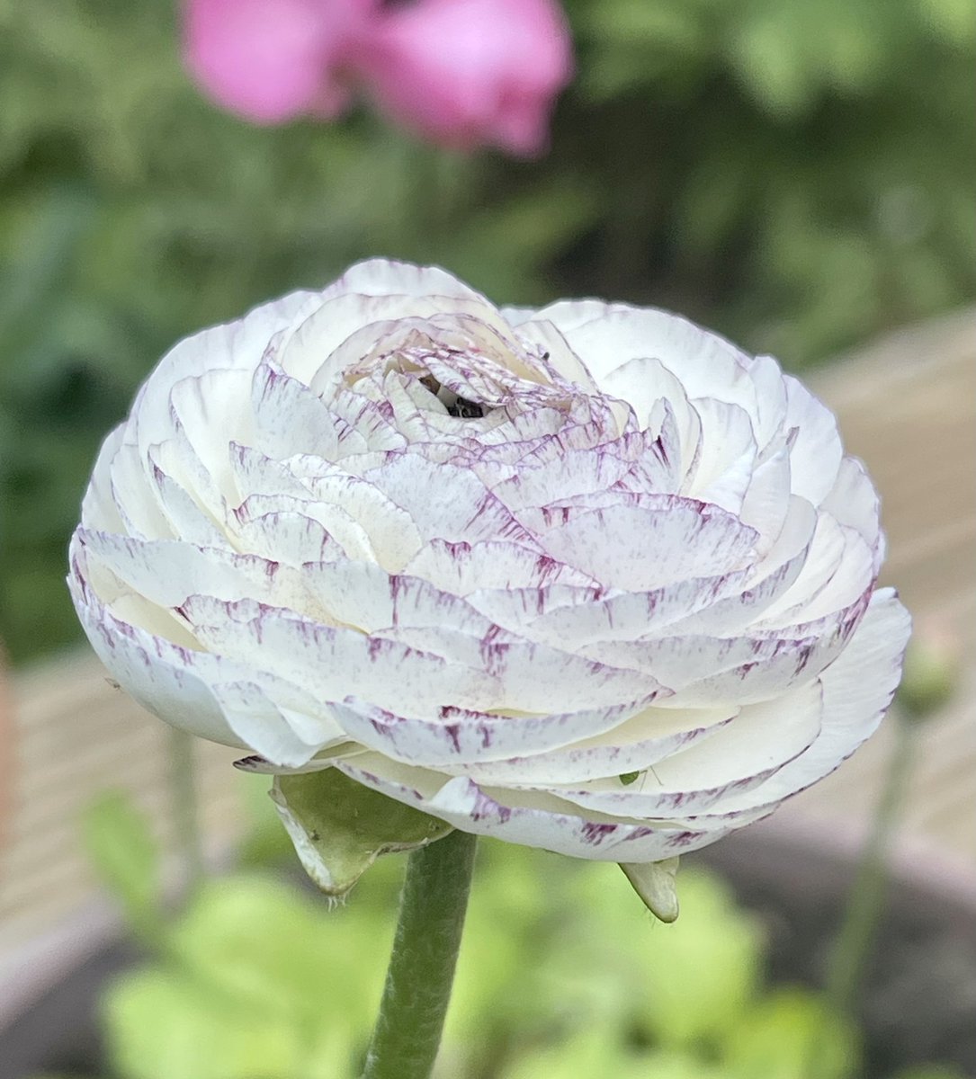 Another Ranunculus #flowers #FlowerFriday