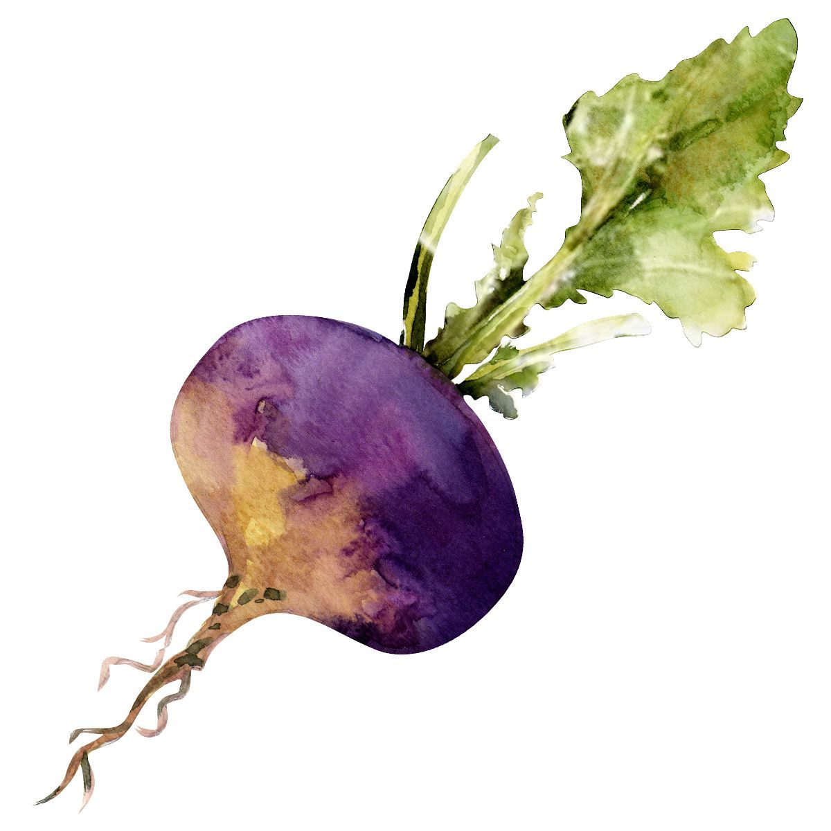 Fun fact! The smaller the turnip's bulb, the sweeter a turnip tastes. ow.ly/zcPz50OQoc0 #funfact #fridayfunfact