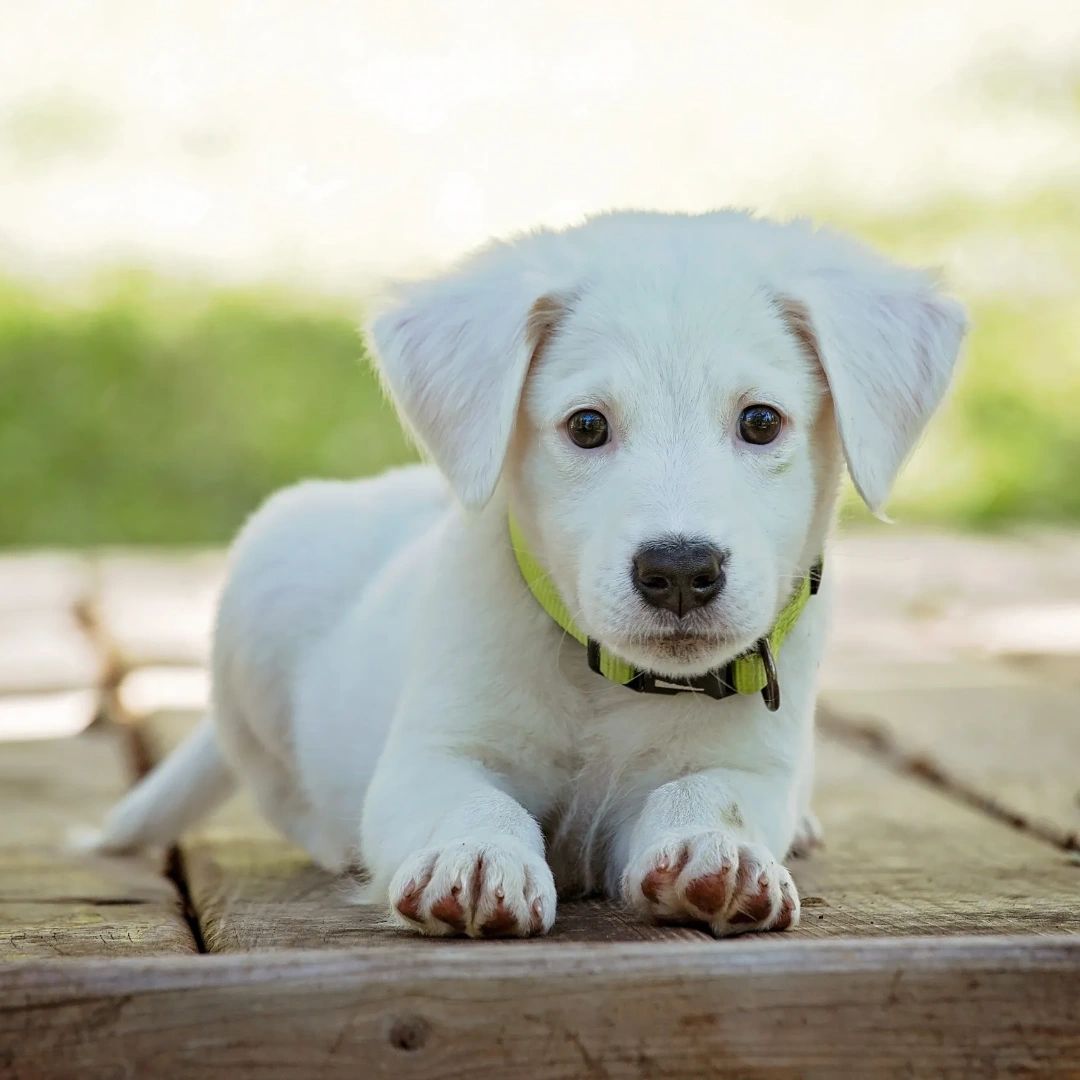 While they're cute when they're this small, their accidents are significantly less adorable. If you need a professional dog walker to make regular visits to ensure that your precious puppy is house-trained as soon as possible, we're here to help! #4PSPC