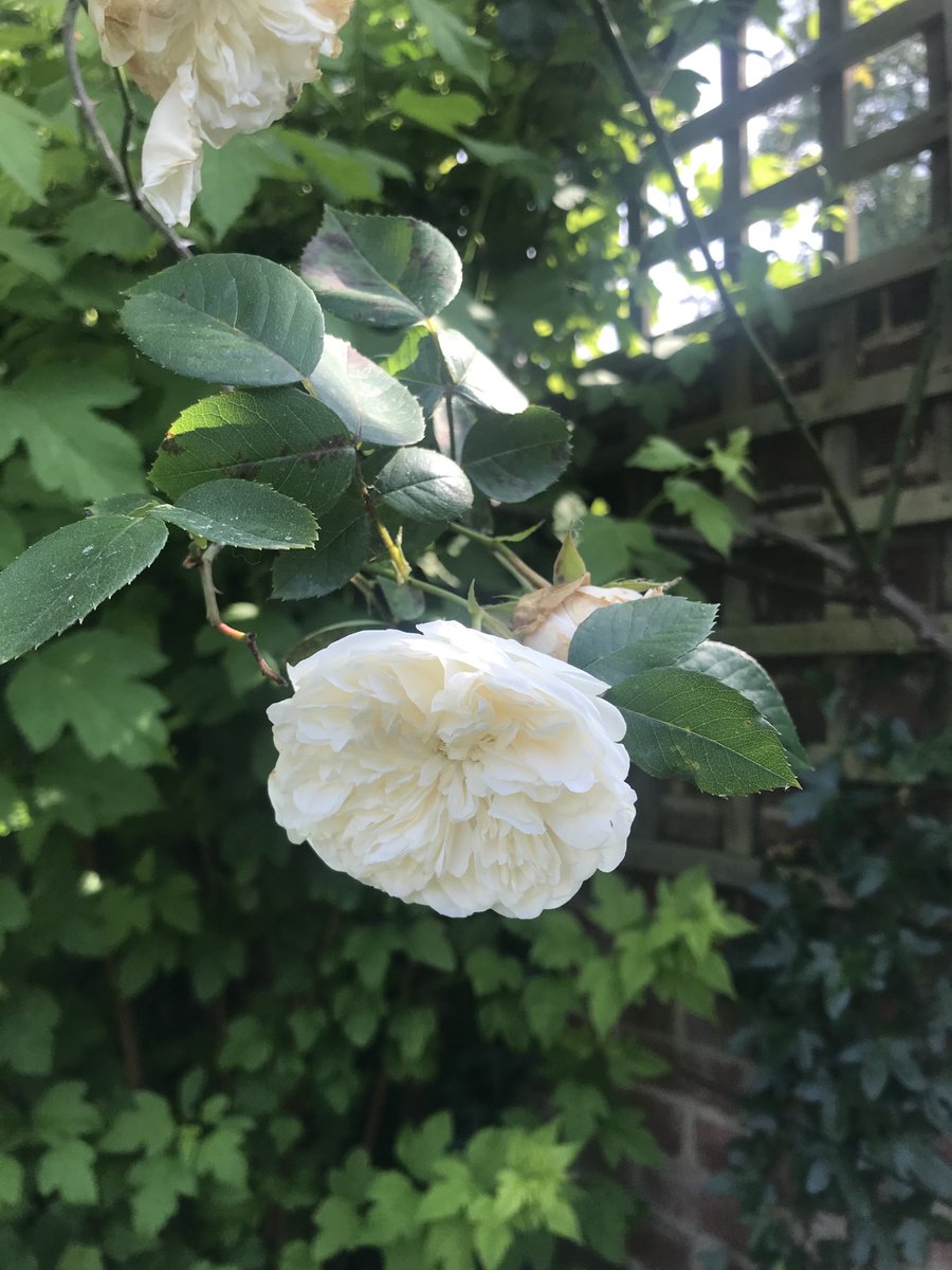 At four she said. #bloomsday #henryflower